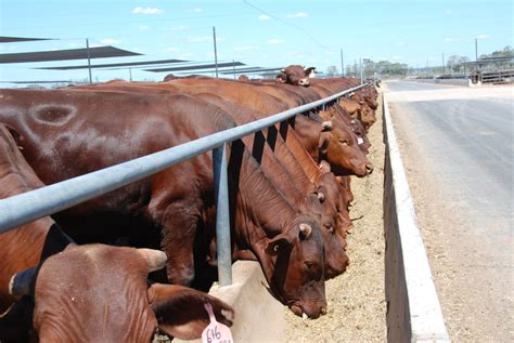 Philippine Grasslands: Liveweight Gains in Cattle and .
